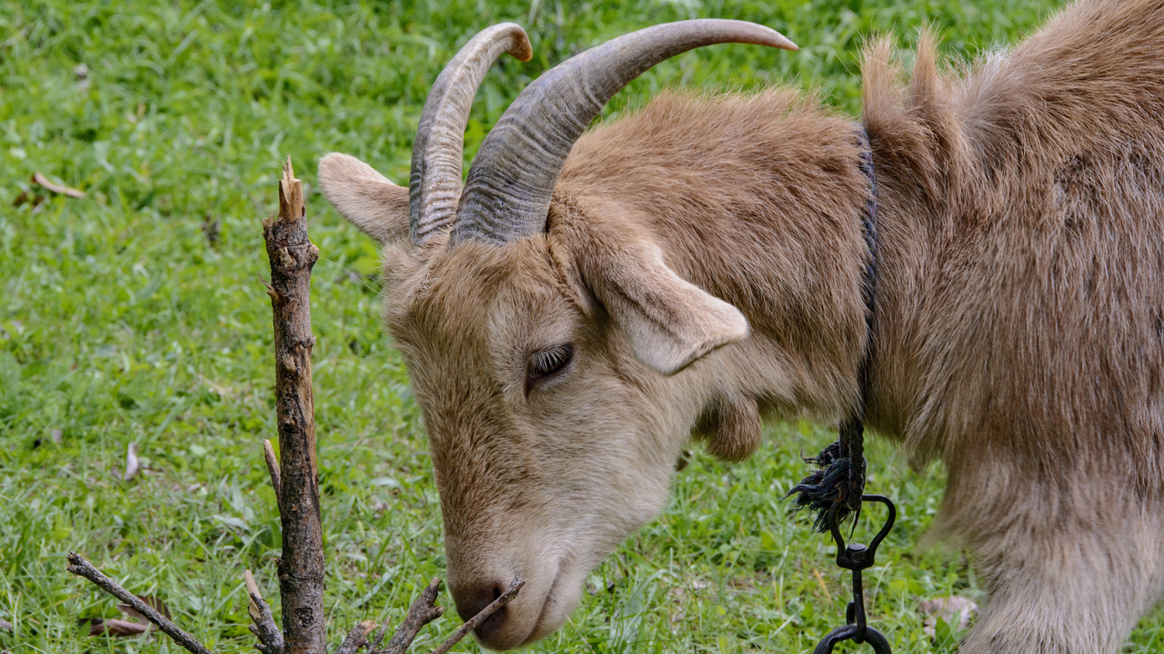 20151020-135302••Veliko Turnovo•Veliko Turnovo•Bulgaria